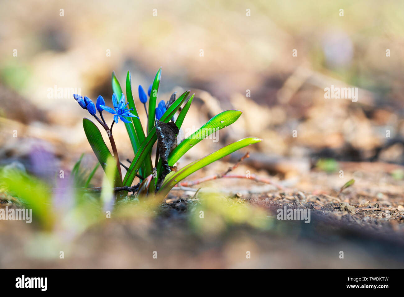Beautiful first spring flowers in a sunny forest Stock Photo - Alamy