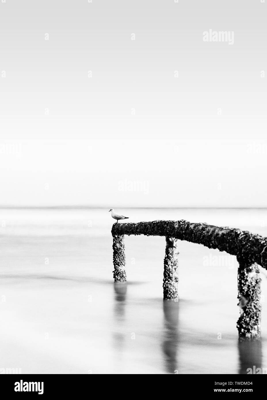 The black and white of the sea Stock Photo - Alamy