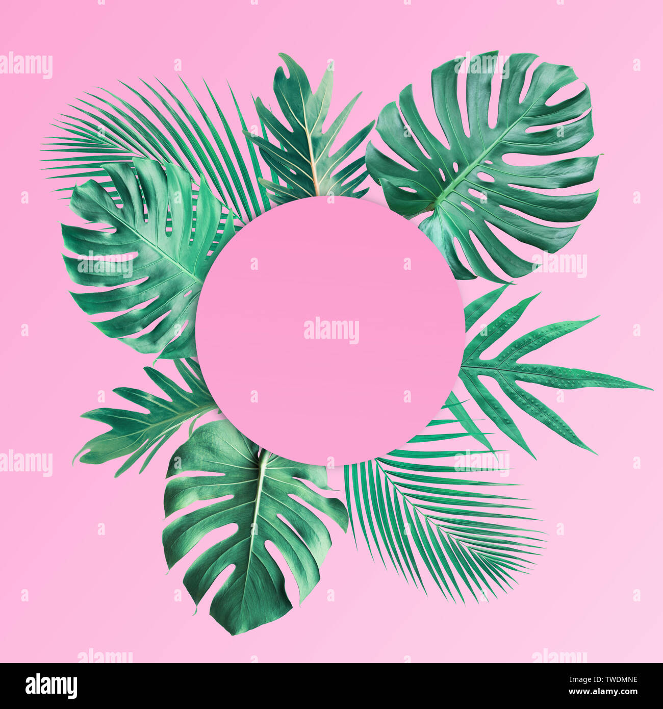Tropical leaves with copy space background.Nature and summer concepts ...
