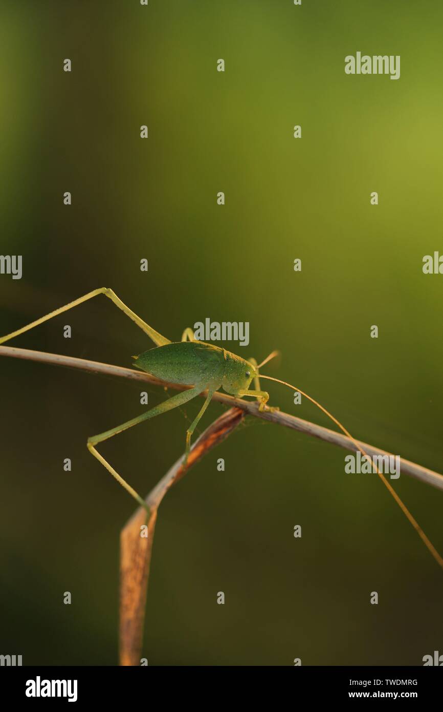 Original diagram straight out of natural ecology hi-res stock ...