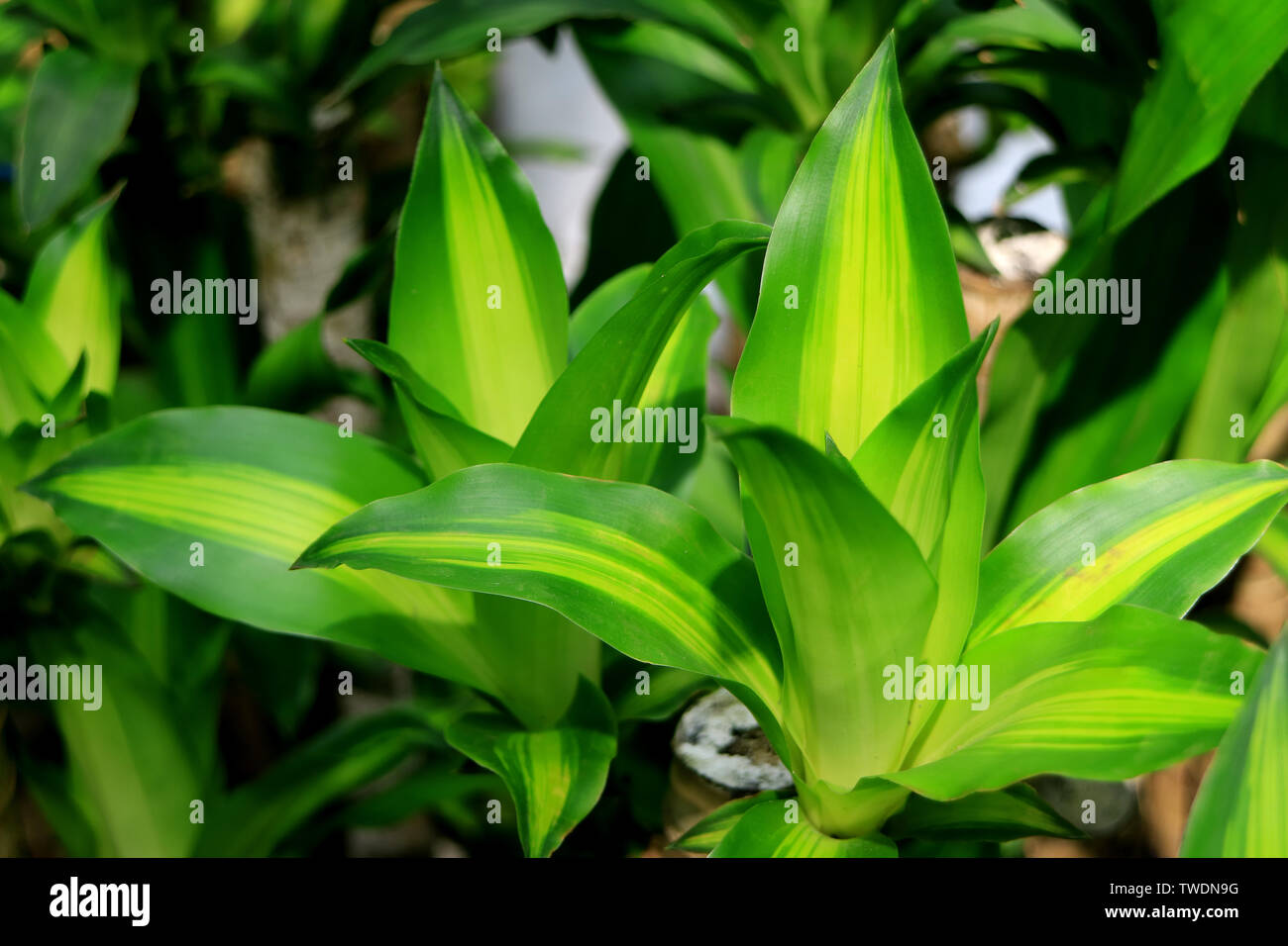 Vivid Green Dracaena Fragrans or Happy Plant in the Tropical Garden Stock Photo