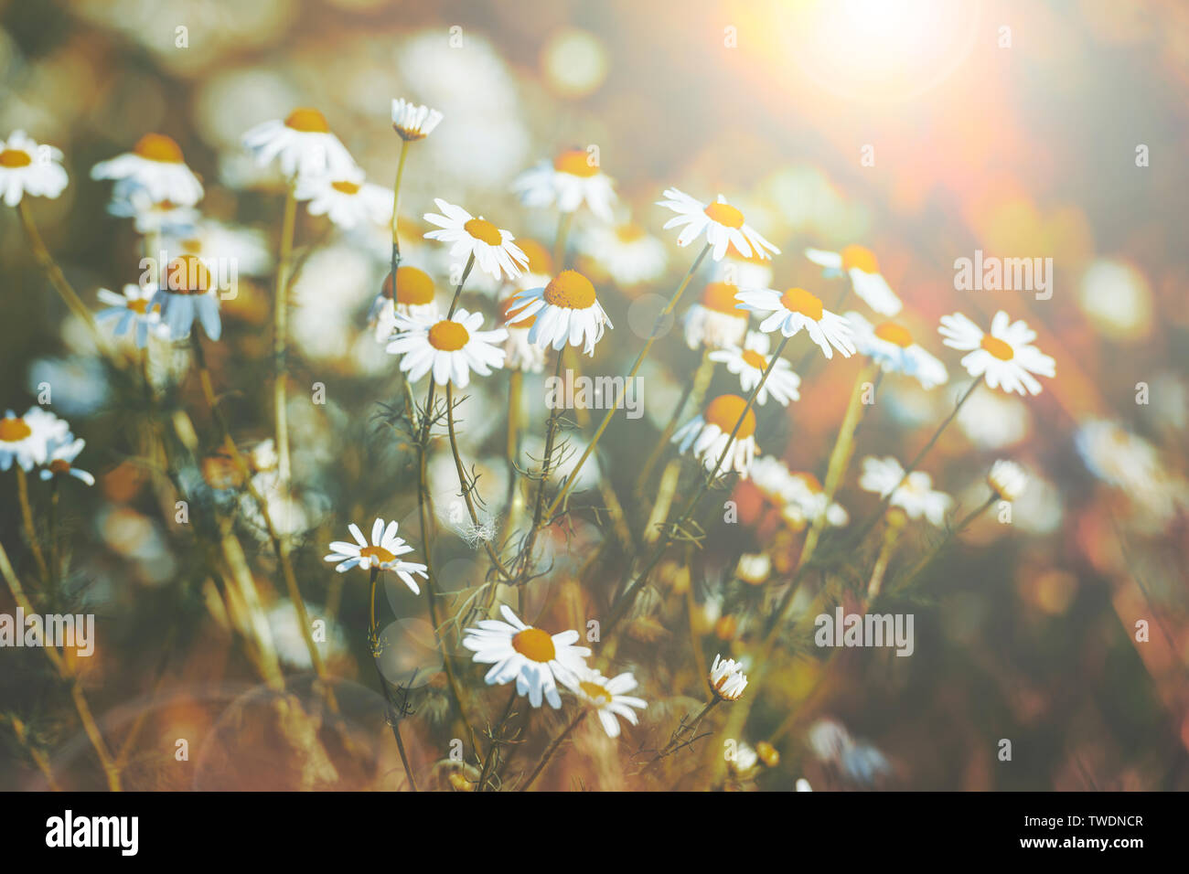 Beautiful daisy flowers in spring with sun flare. Shallow focus, muted colors Stock Photo