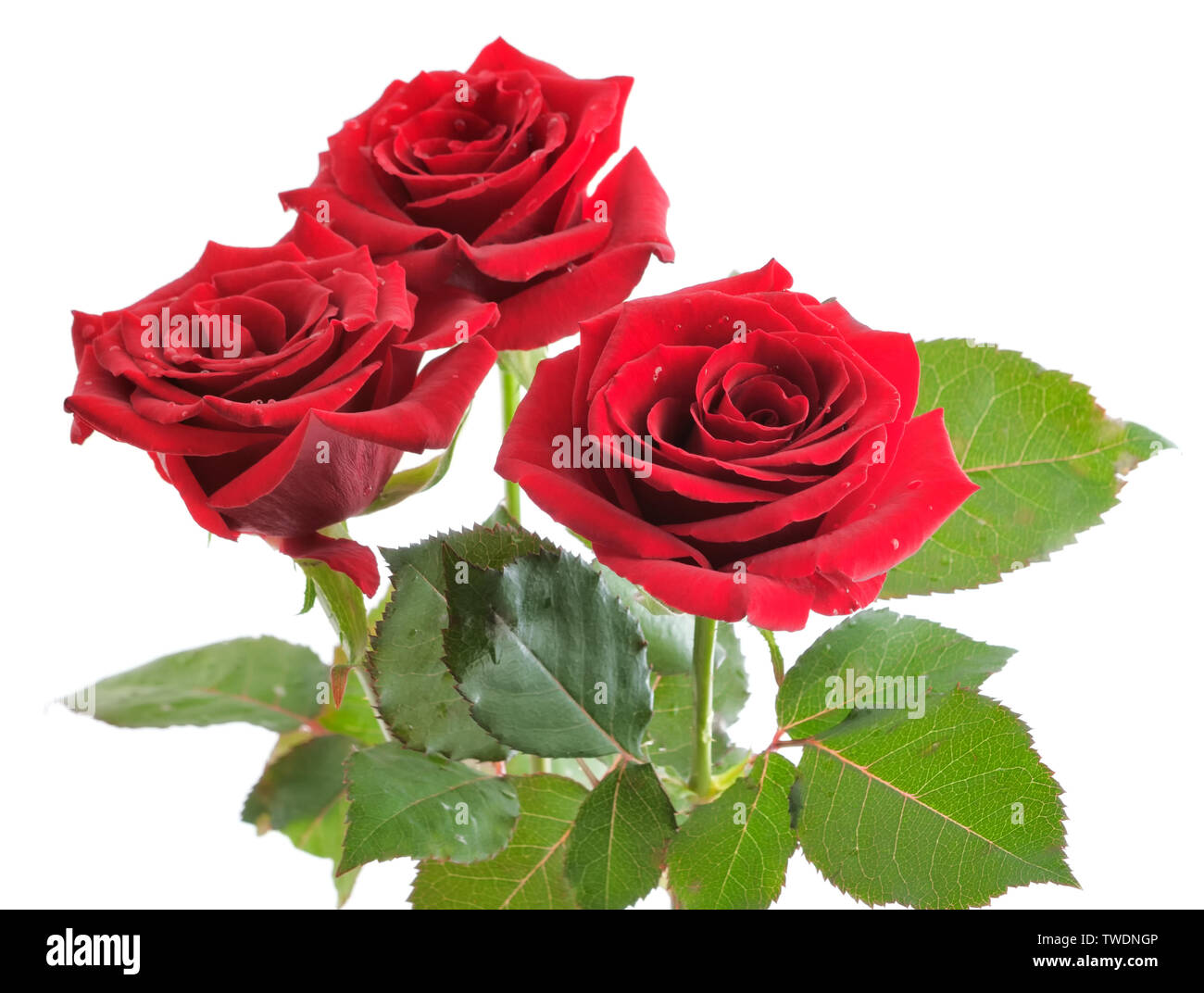 Red rose bouquet isolated on white background Stock Photo - Alamy