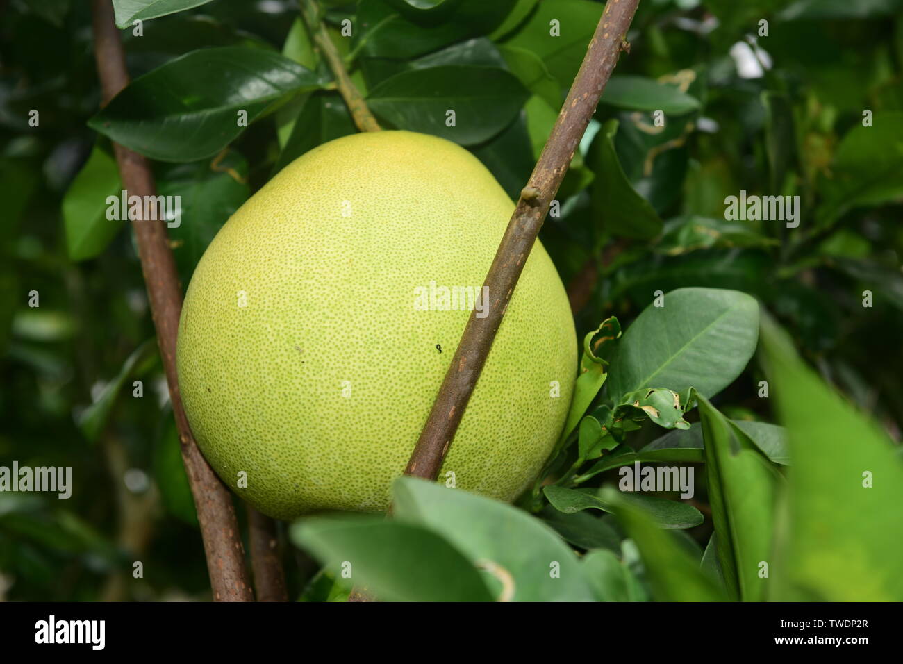 High definition pomelo hires stock photography and images Alamy