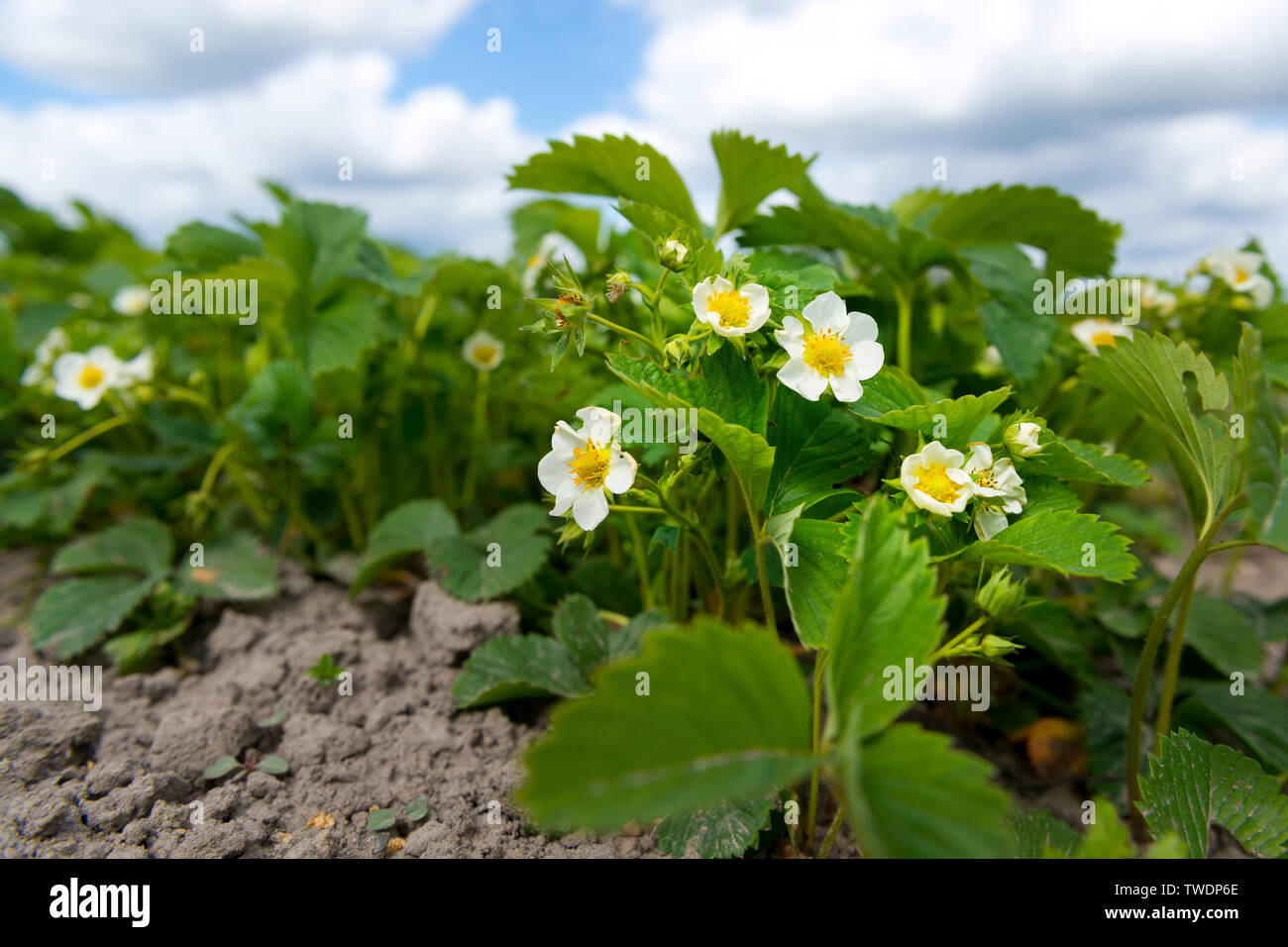 Strawberry flowers on the garden bed, sunny spring day Stock Photo - Alamy