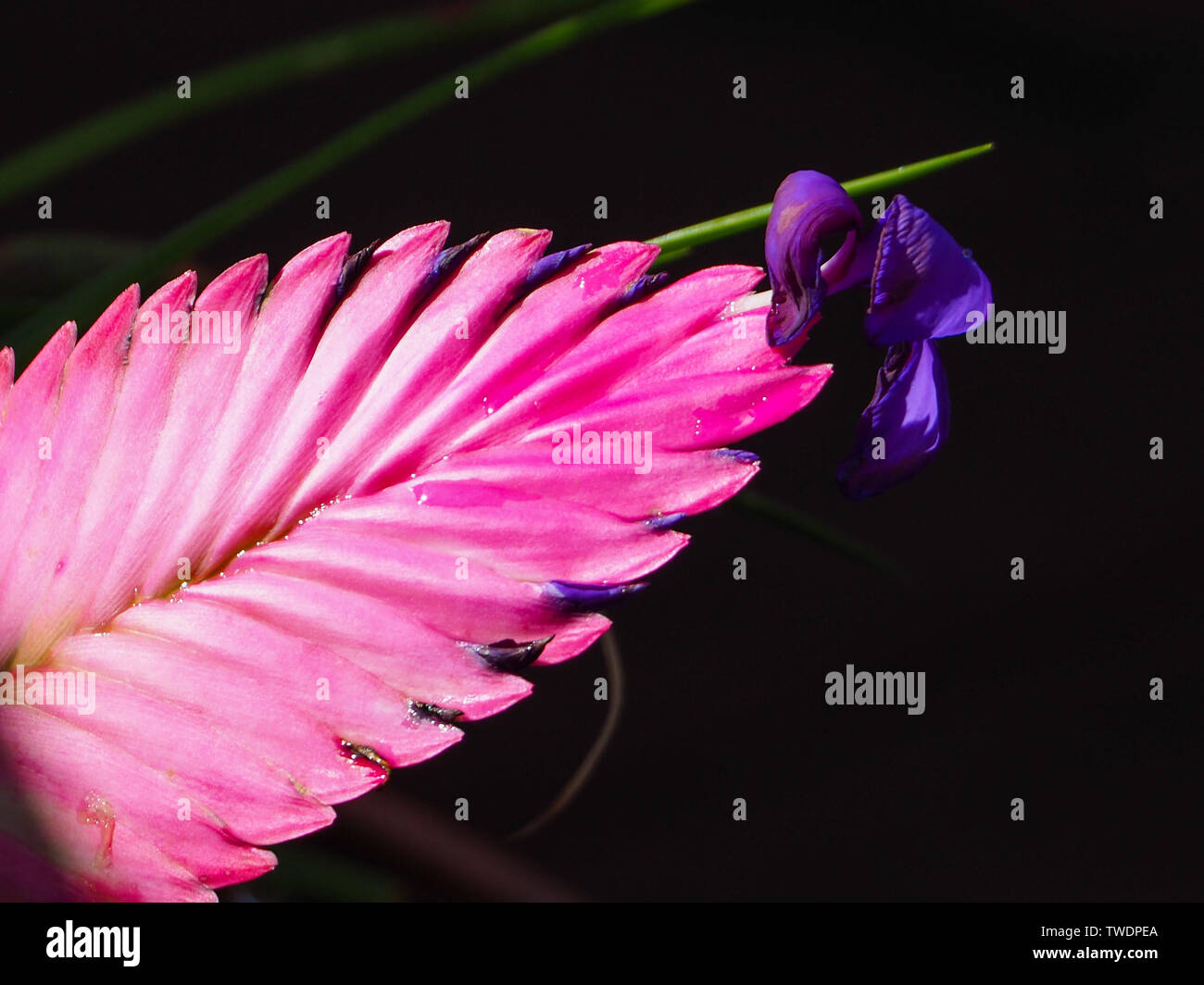 Flowers, hot Pink Quill plant, Beautiful bright Bromeliad bloom, Tillandsia cyanea, purple flower on end, dark black background, Australian  garden Stock Photo