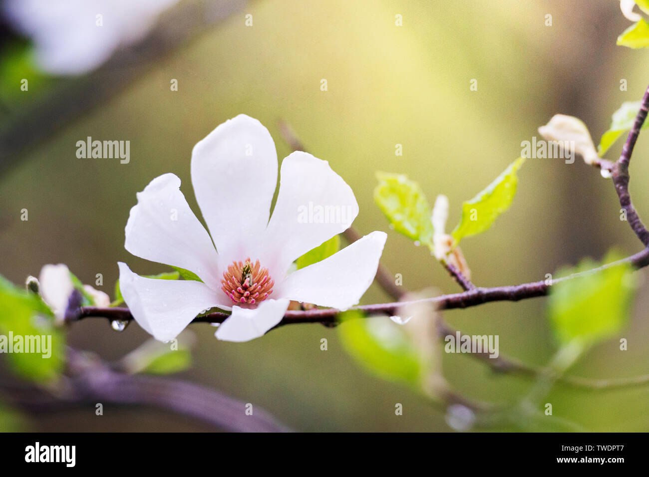 White magnolia flower in a tree in the sunny garden Stock Photo - Alamy