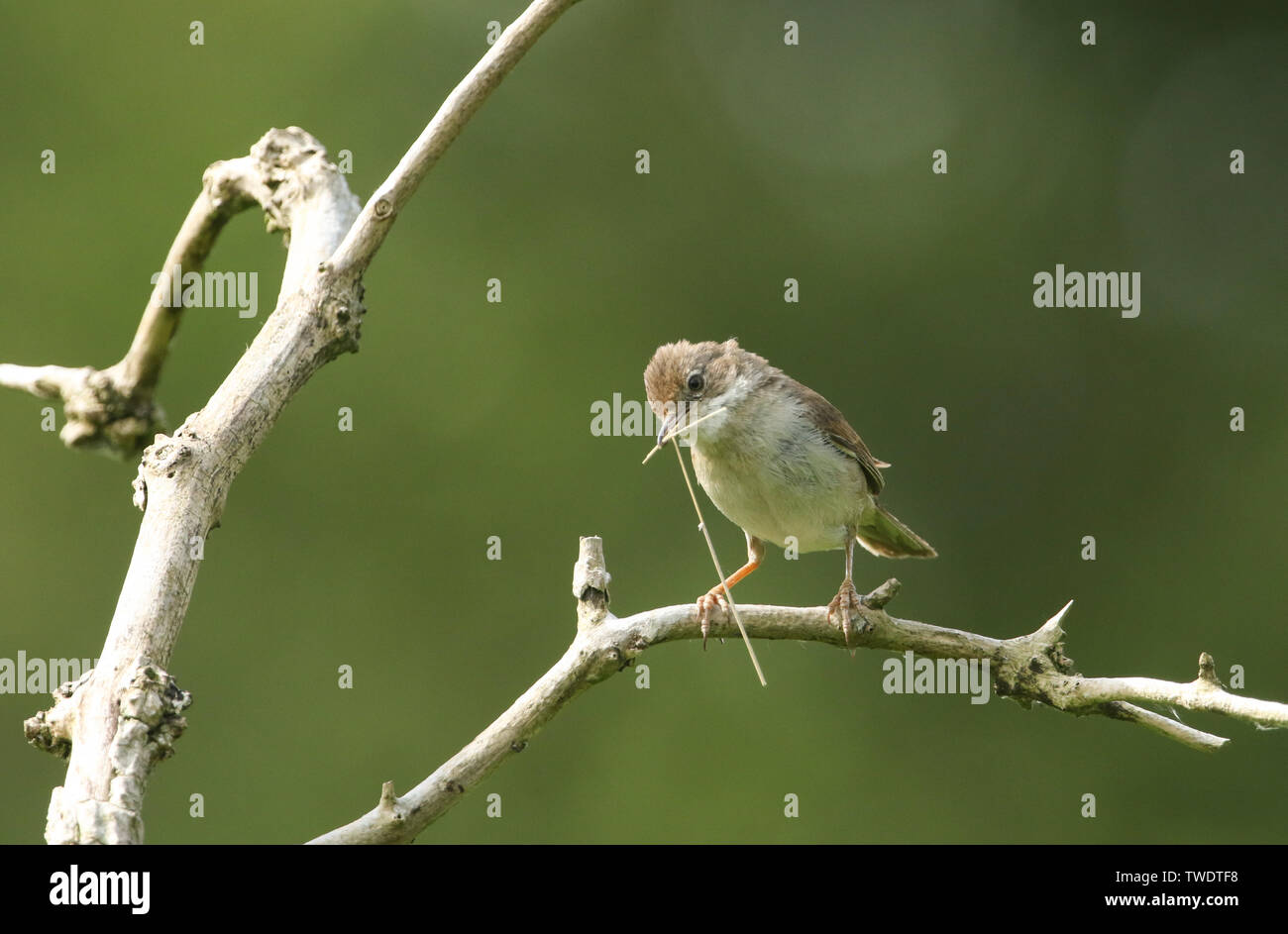 A beautiful Whitethroat, Sylvia communis, perching on a branch in a tree with nesting material in its beak. Stock Photo
