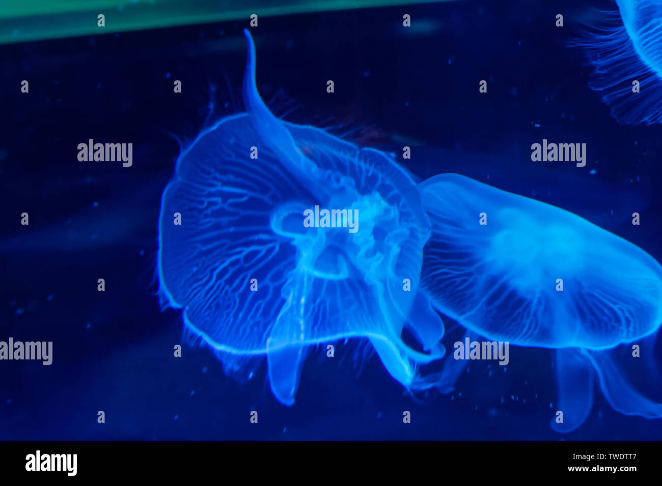 Shanghai Haichang Ocean Park jellyfish Stock Photo Alamy