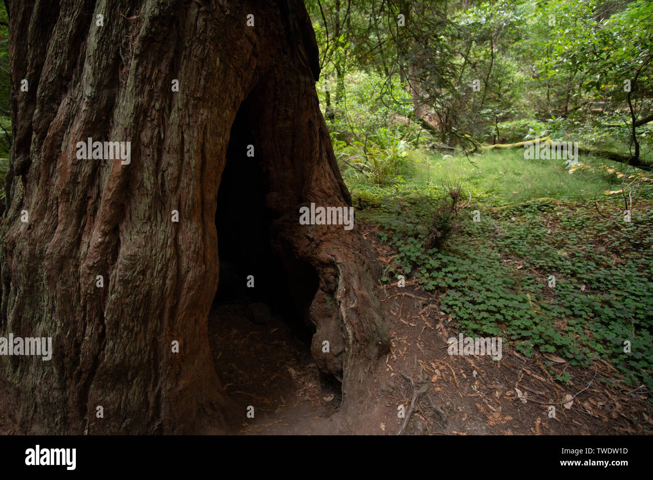 A detailed look at Redwood Tree hollowed out stump in Muir Woods National Park. Muir Woods is located north of San Francisco in Mill Valley, CA. Stock Photo