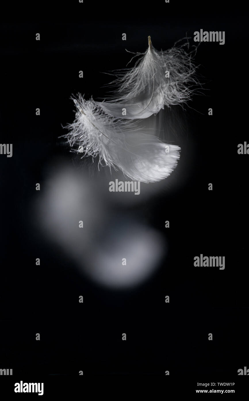 Flying feathers Stock Photo Alamy