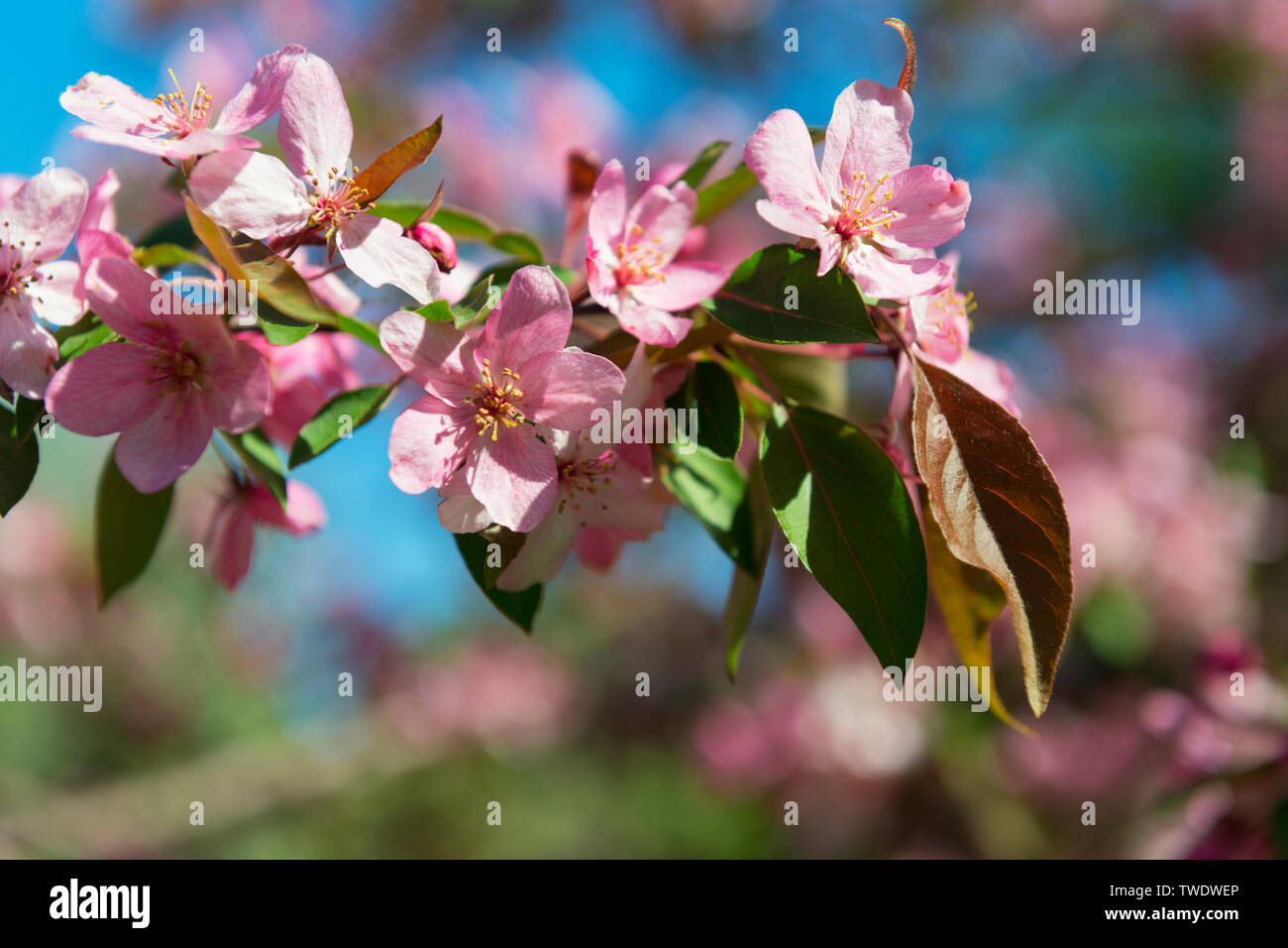Close up cherry tree pink hi-res stock photography and images - Alamy