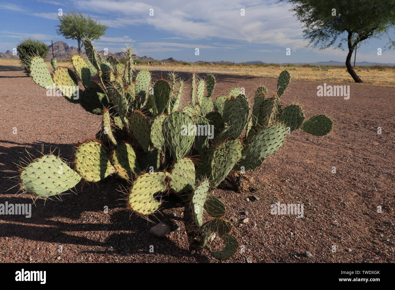 Engelmann's prickly pear cactus, in afternoon light of the Sonoran Desert, AZ Stock Photo