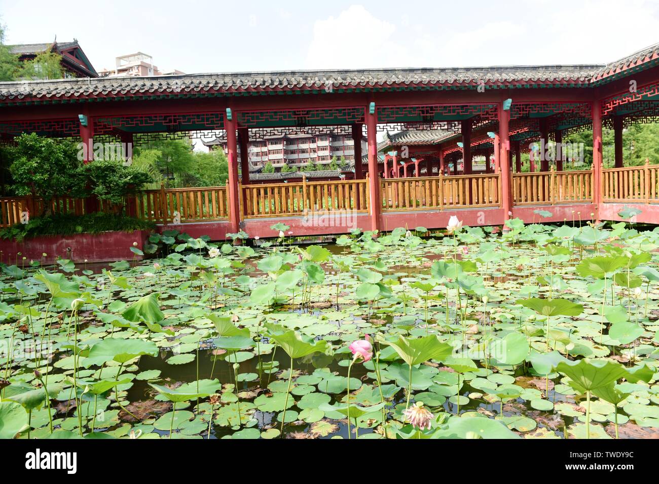 Antique architecture and lotus pavilion lotus Stock Photo Alamy