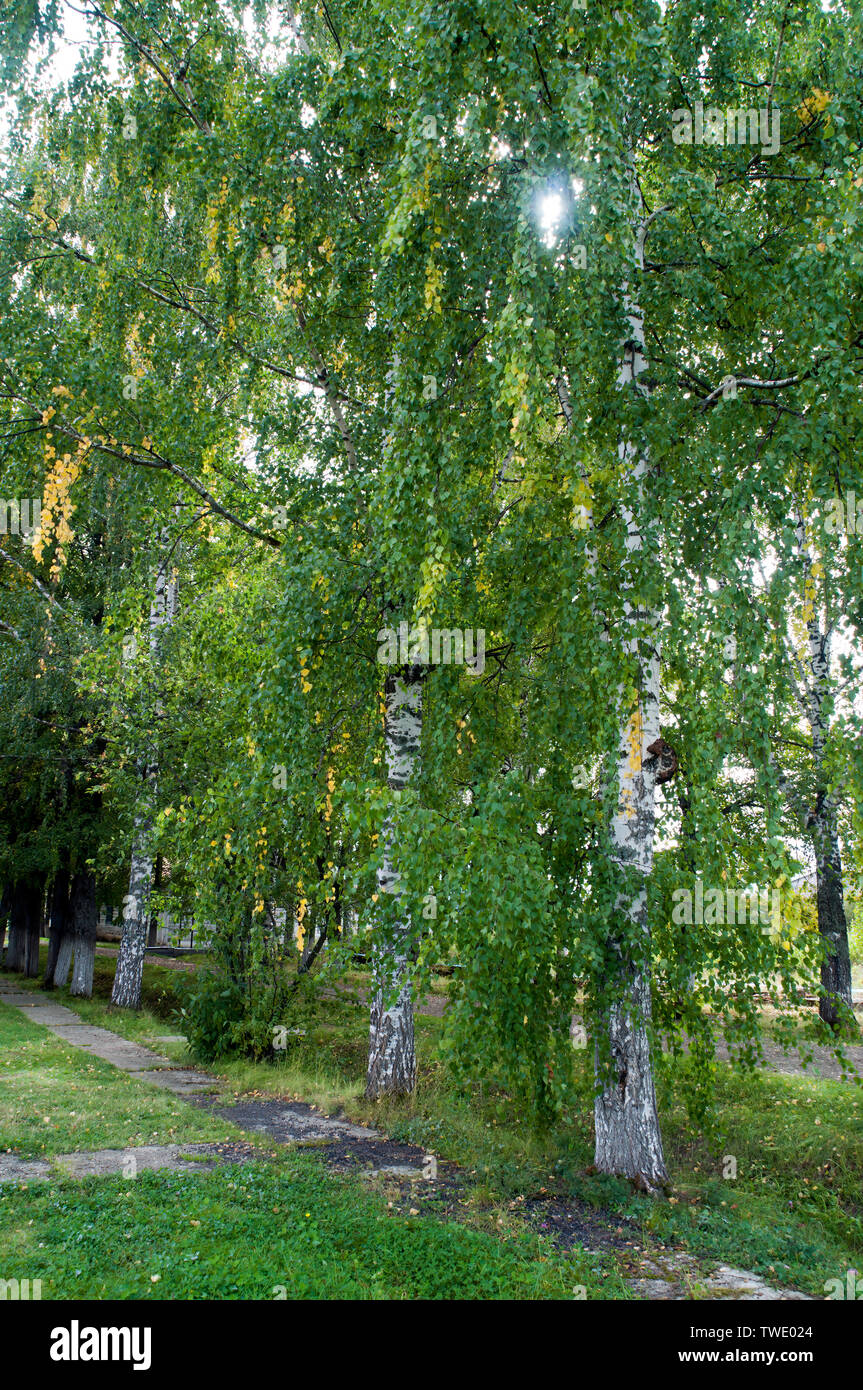 Perm Russia, Birch tree changing colors early autumn Stock Photo