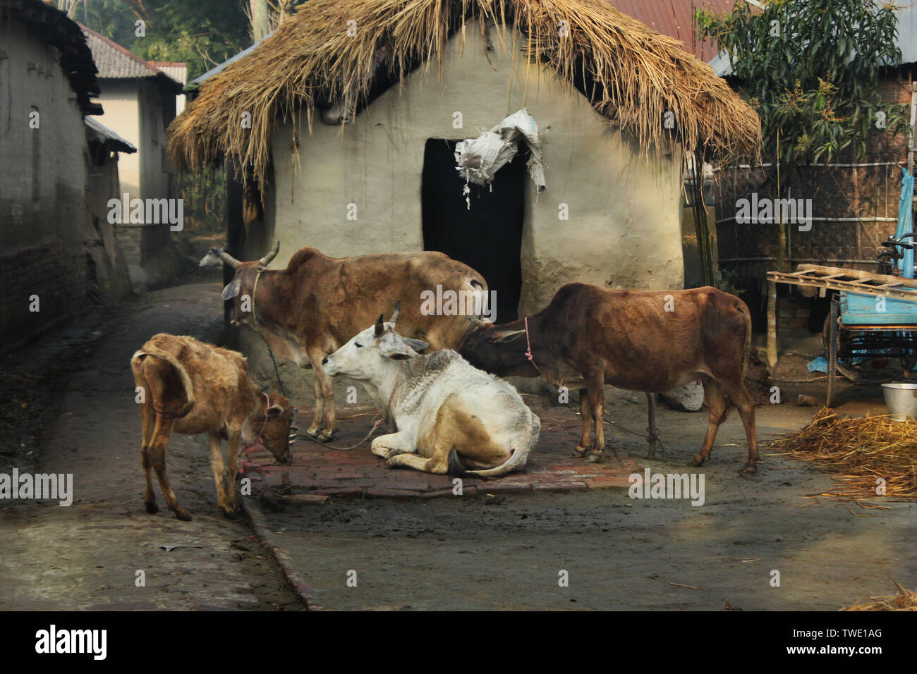 A farmer prepares milking cows at Chalanbil. It is one of the largest ...