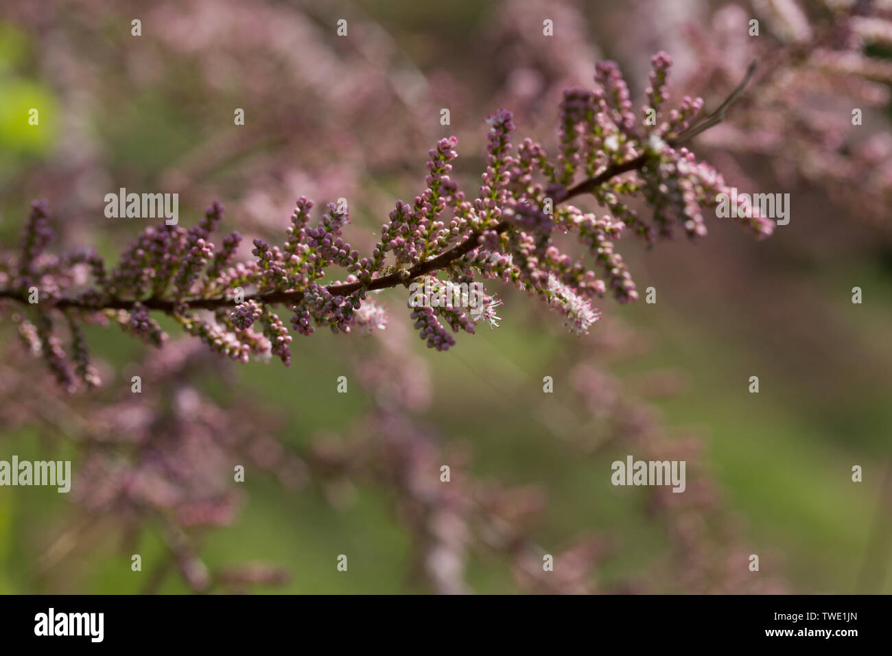 Spiraea Vanhouttei Stock Photos Spiraea Vanhouttei Stock Images