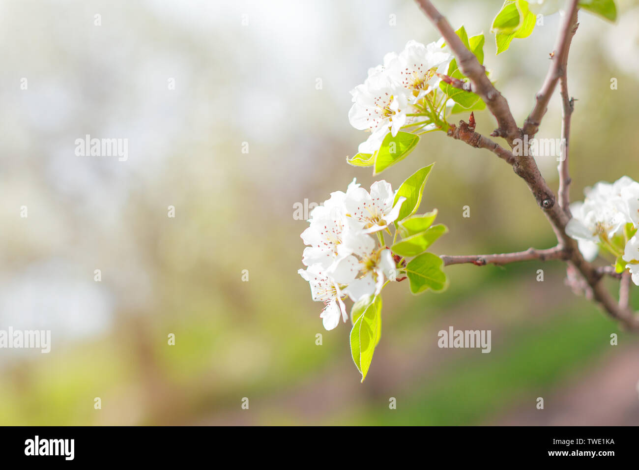 Cherry blossoms over blurred nature background Stock Photo - Alamy