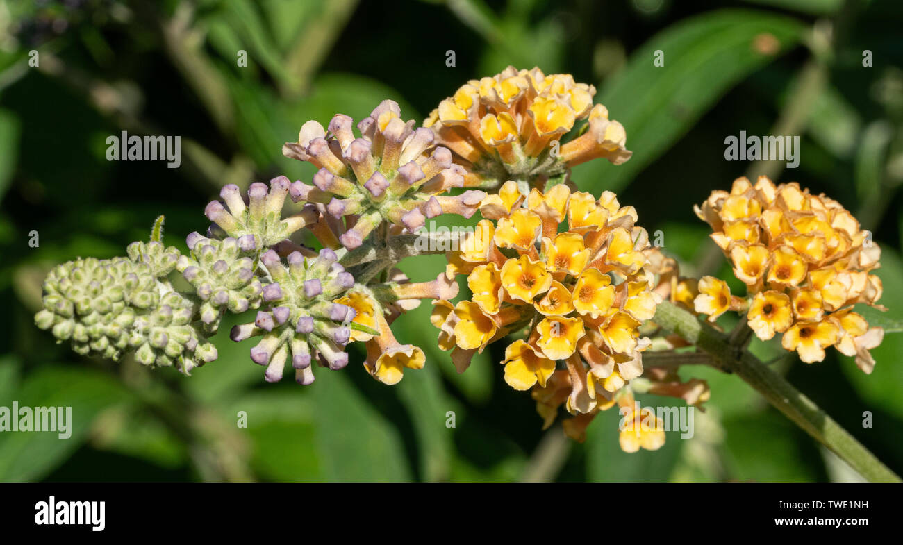 Buddleja Sungold (Buddleja weyeriana), flowers of summer Stock Photo