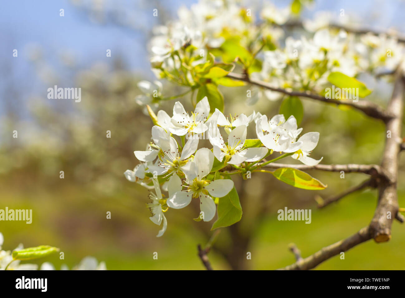 Cherry blossoms over blurred nature background Stock Photo - Alamy