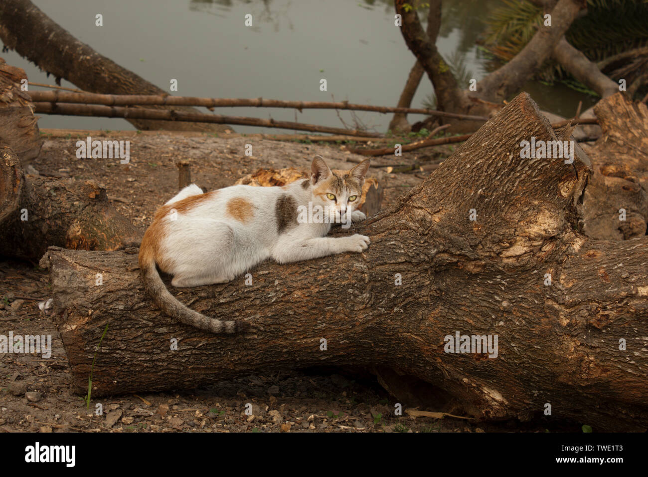 Wildlife of bangladesh hires stock photography and images Alamy
