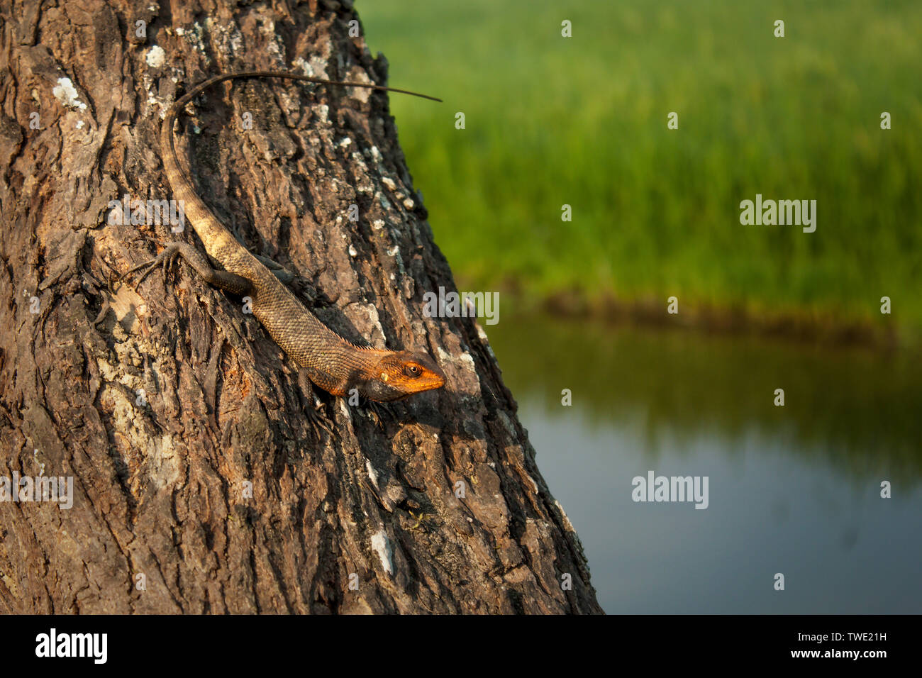 Common garden lizard, eastern garden lizard or changeable lizard Khulna,Bangladesh Stock Photo