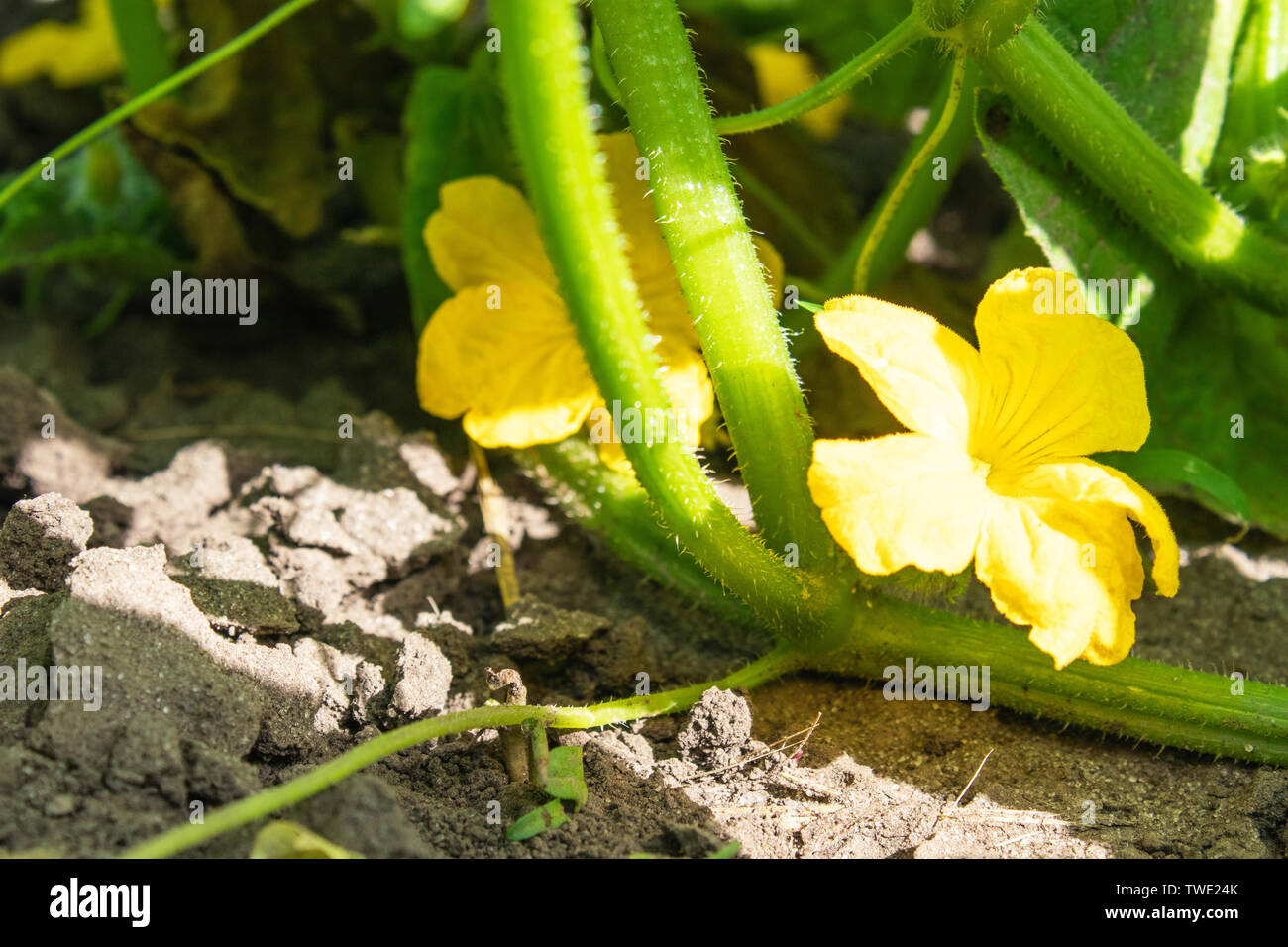 Flowering cucumbers in the garden, beautiful little yellow flowers from