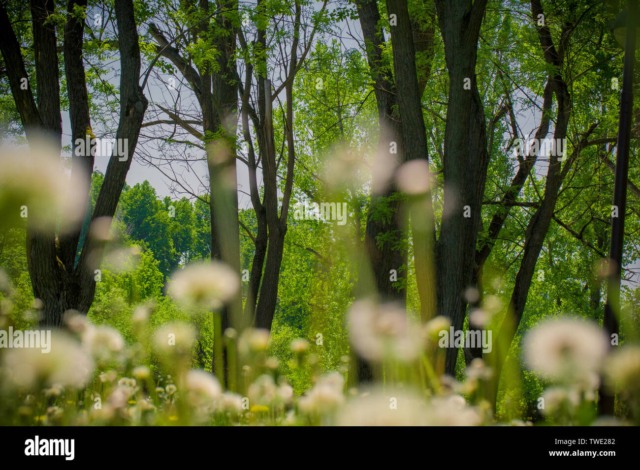 Beautiful Park In Spring Stock Photo - Alamy