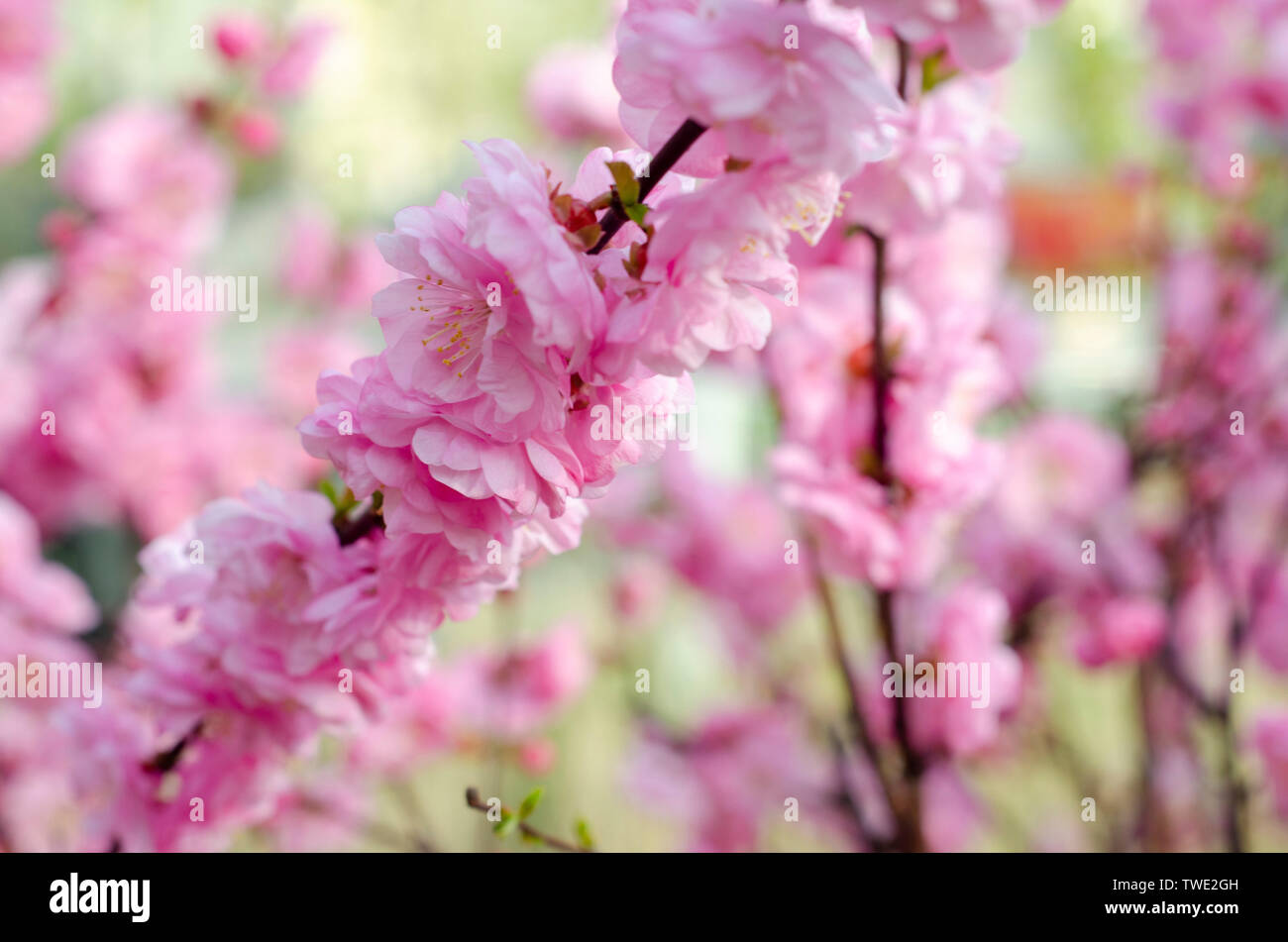 Elm tree flowers hires stock photography and images Alamy