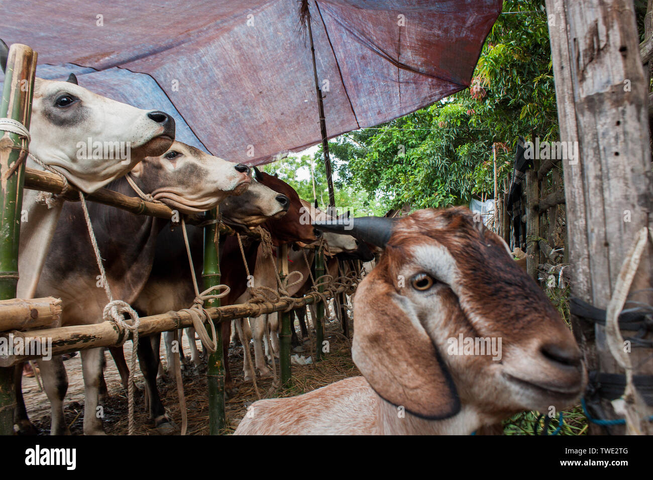 Joraget cattle market in Khulna city. Bangladesh. Stock Photo