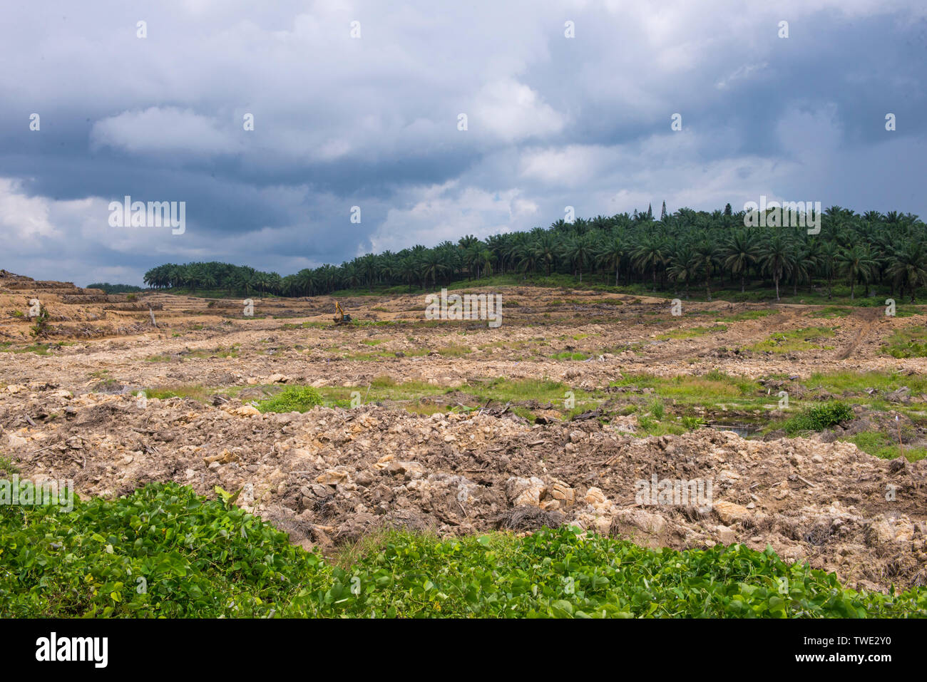 Oil Palm plantation being prepared for planting, Sabah, Borneo, East Malaysia. Stock Photo