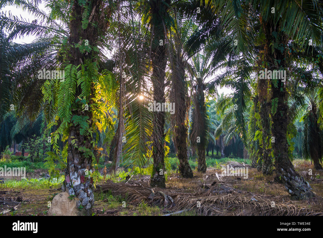 Oil Palm plantation, near Tawau, Sabah, Borneo, East Malaysia. Stock Photo