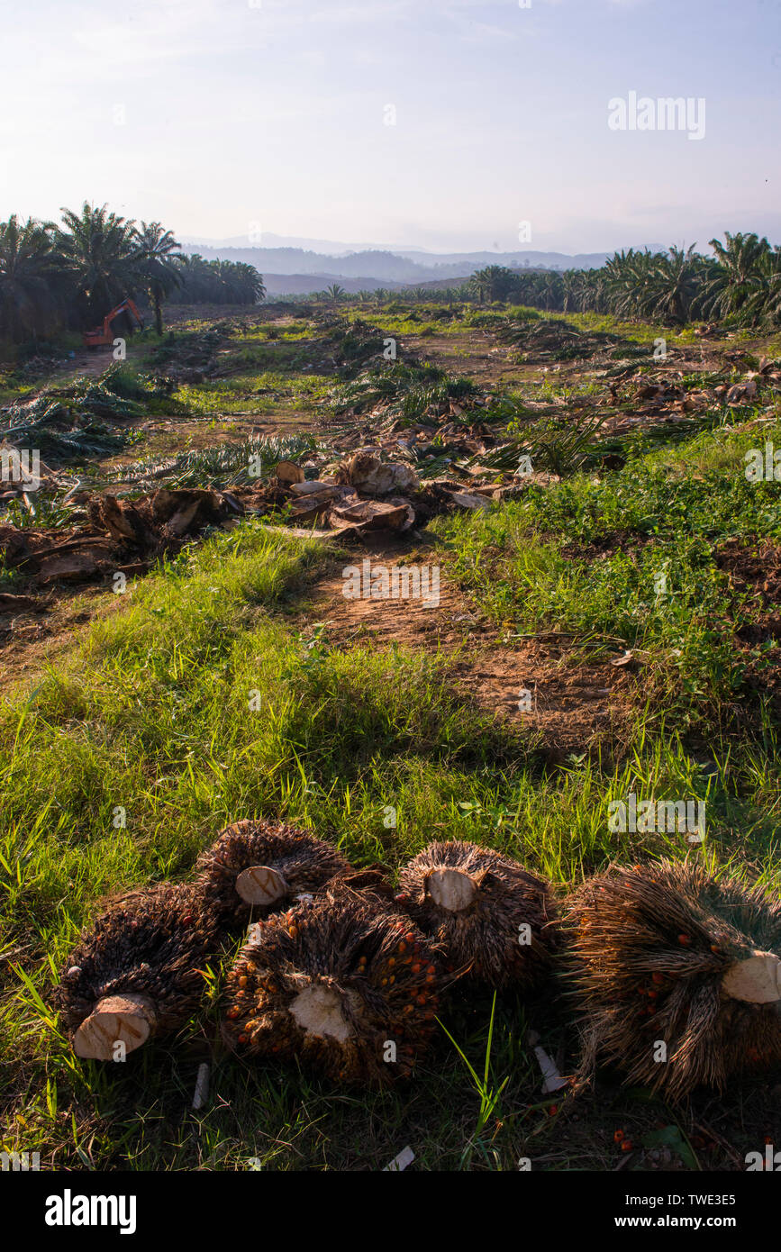 Oil Palm plantation, near Tawau, Sabah, Borneo, East Malaysia. Stock Photo