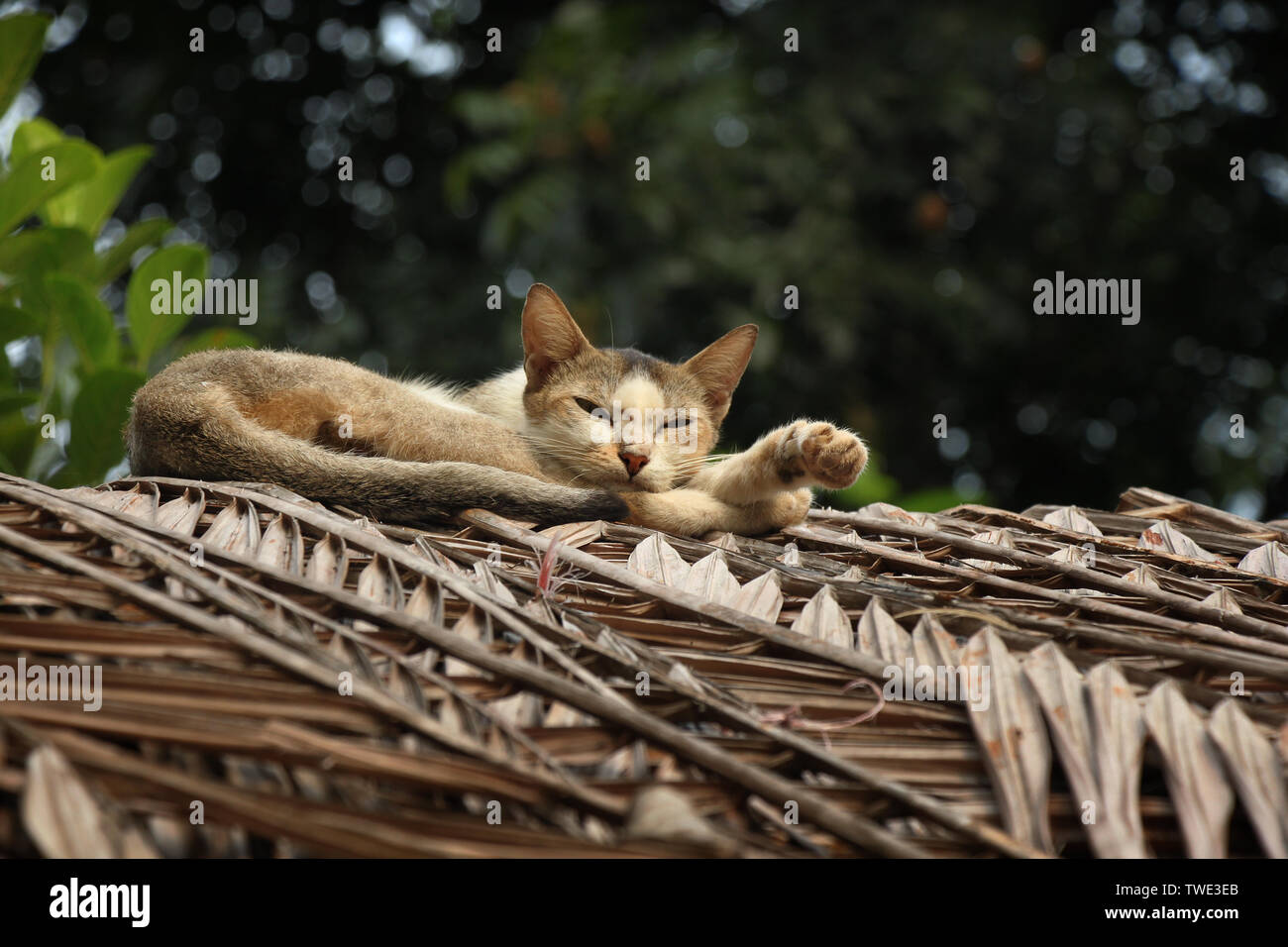Cats eyes road hires stock photography and images Alamy