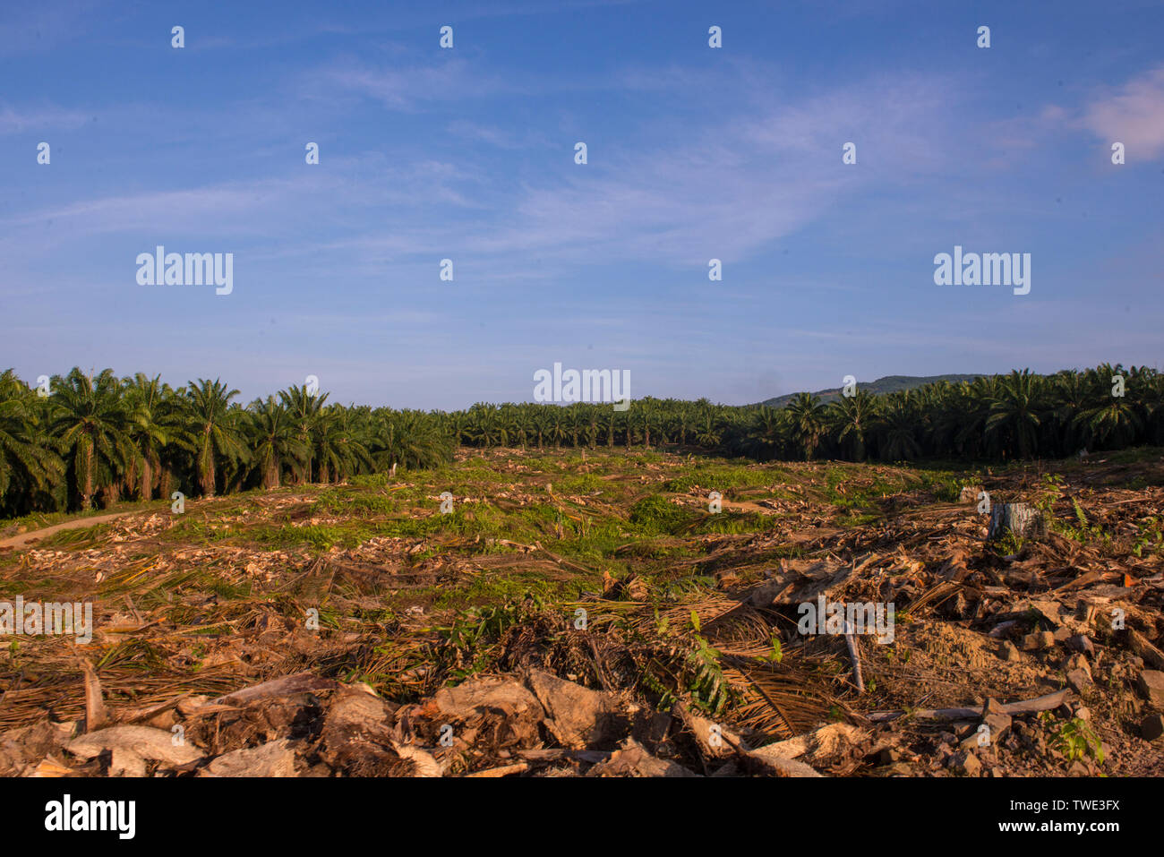 Oil Palm plantation, near Tawau, Sabah, Borneo, East Malaysia. Stock Photo