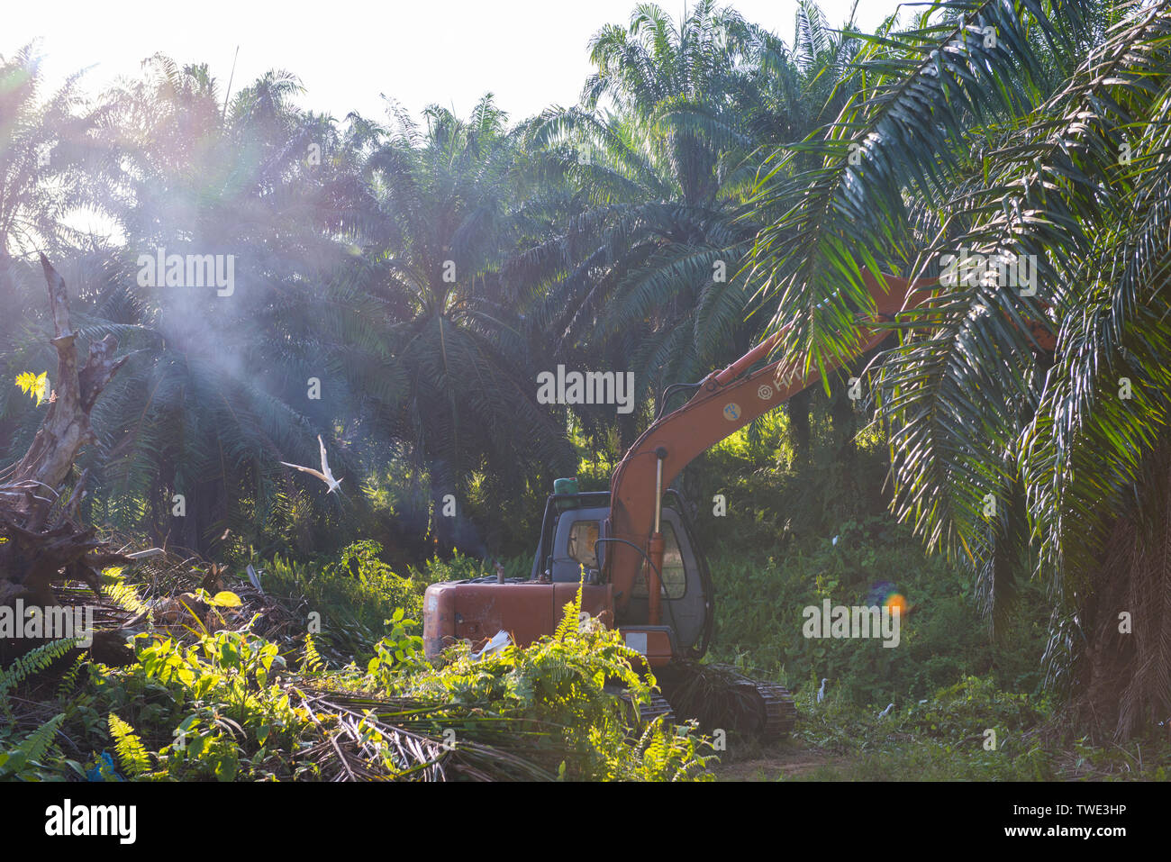 Oil Palm plantation, near Tawau, Sabah, Borneo, East Malaysia. Stock Photo