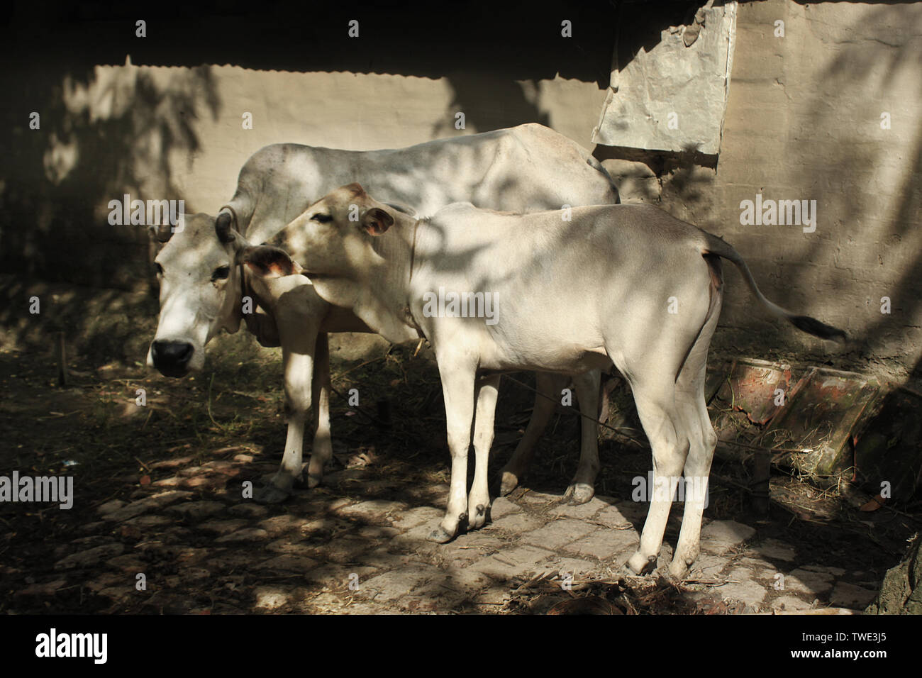 A farmer prepares milking cows at Chalanbil. It is one of the largest ...