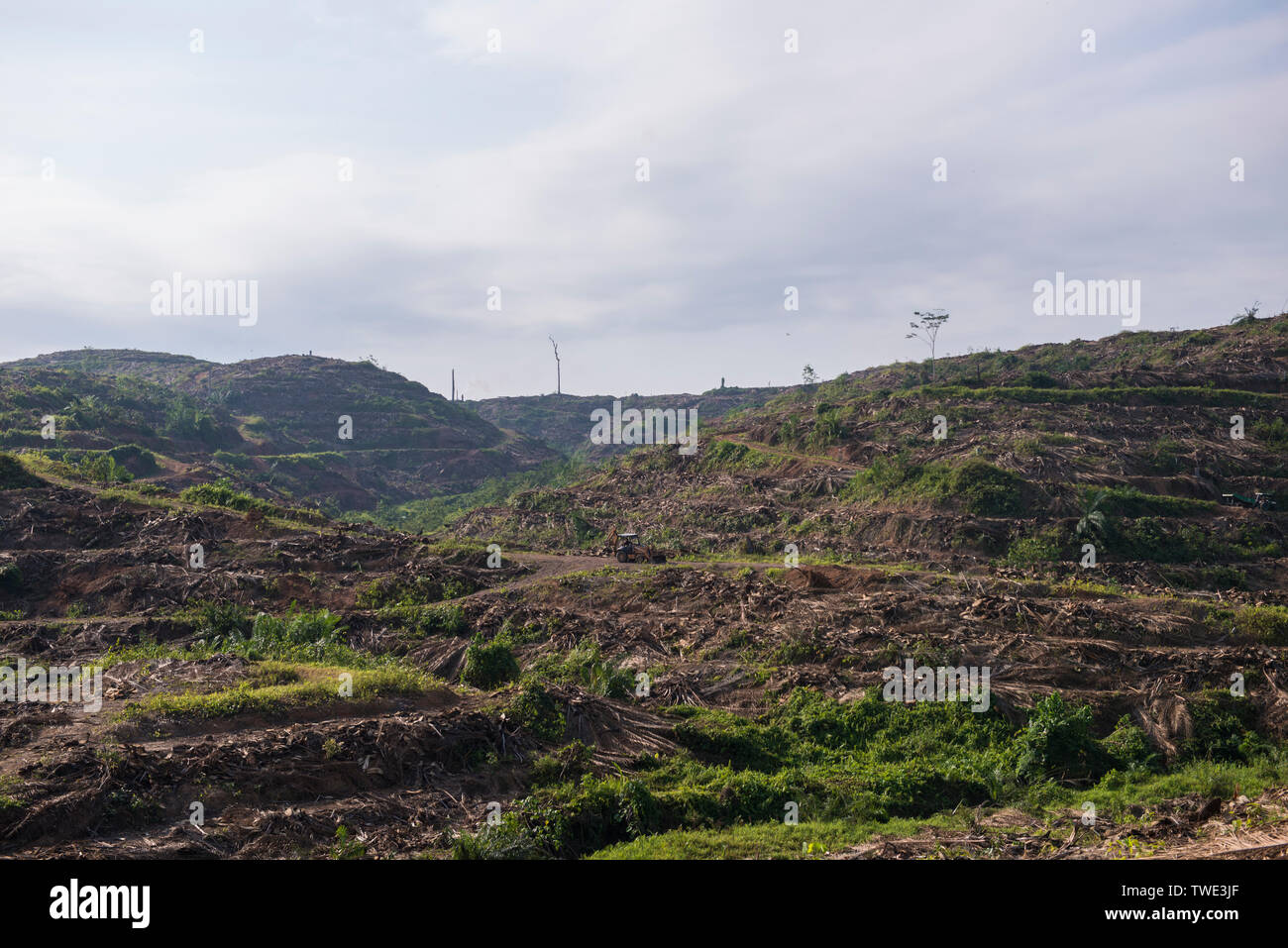 Oil Palm plantation, near Tawau, Sabah, Borneo, East Malaysia. Stock Photo