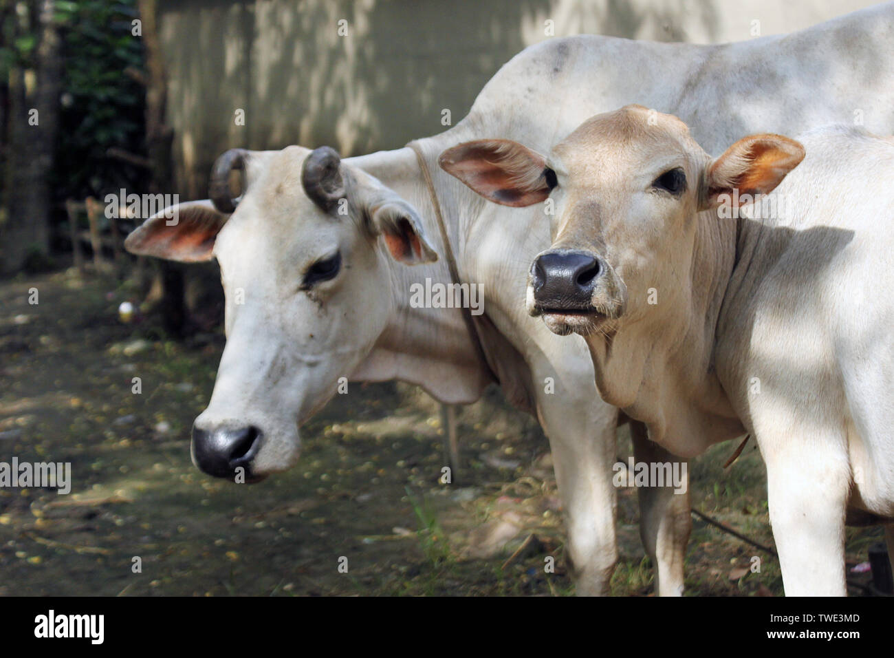 A farmer prepares milking cows at Chalanbil. It is one of the largest ...