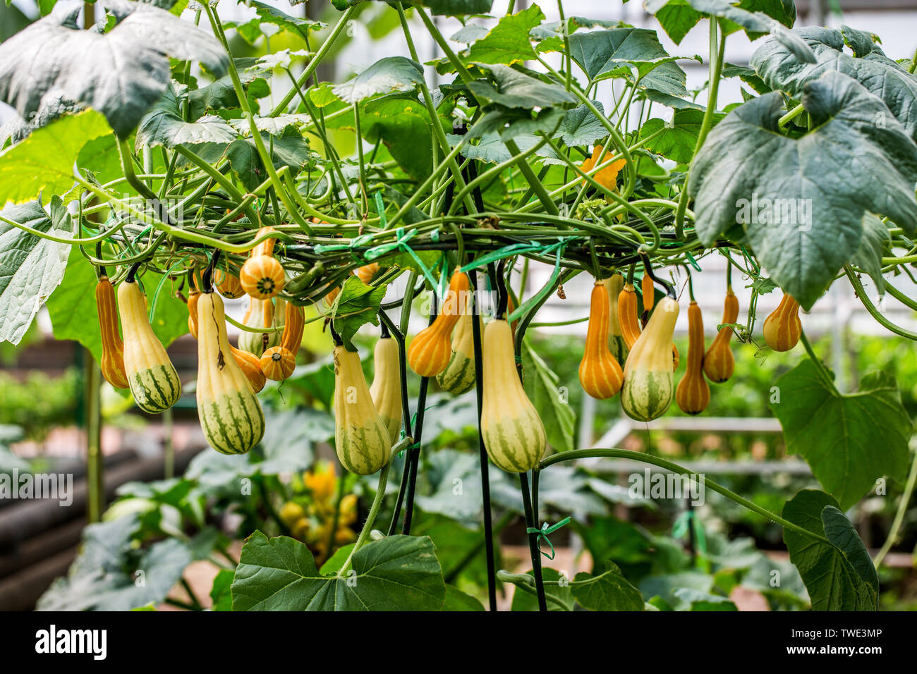 Ornamental pumpkin cultivation, photographed at Shandong Shouguang Cuisine Expo Stock Photo