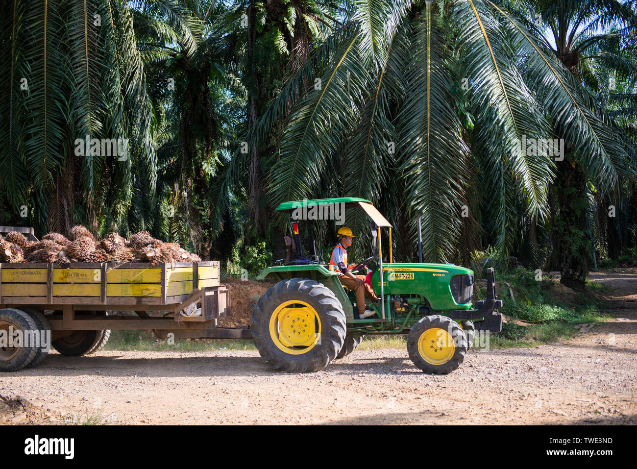 Oil Palm plantation, near Tawau, Sabah, Borneo, East Malaysia. Stock Photo