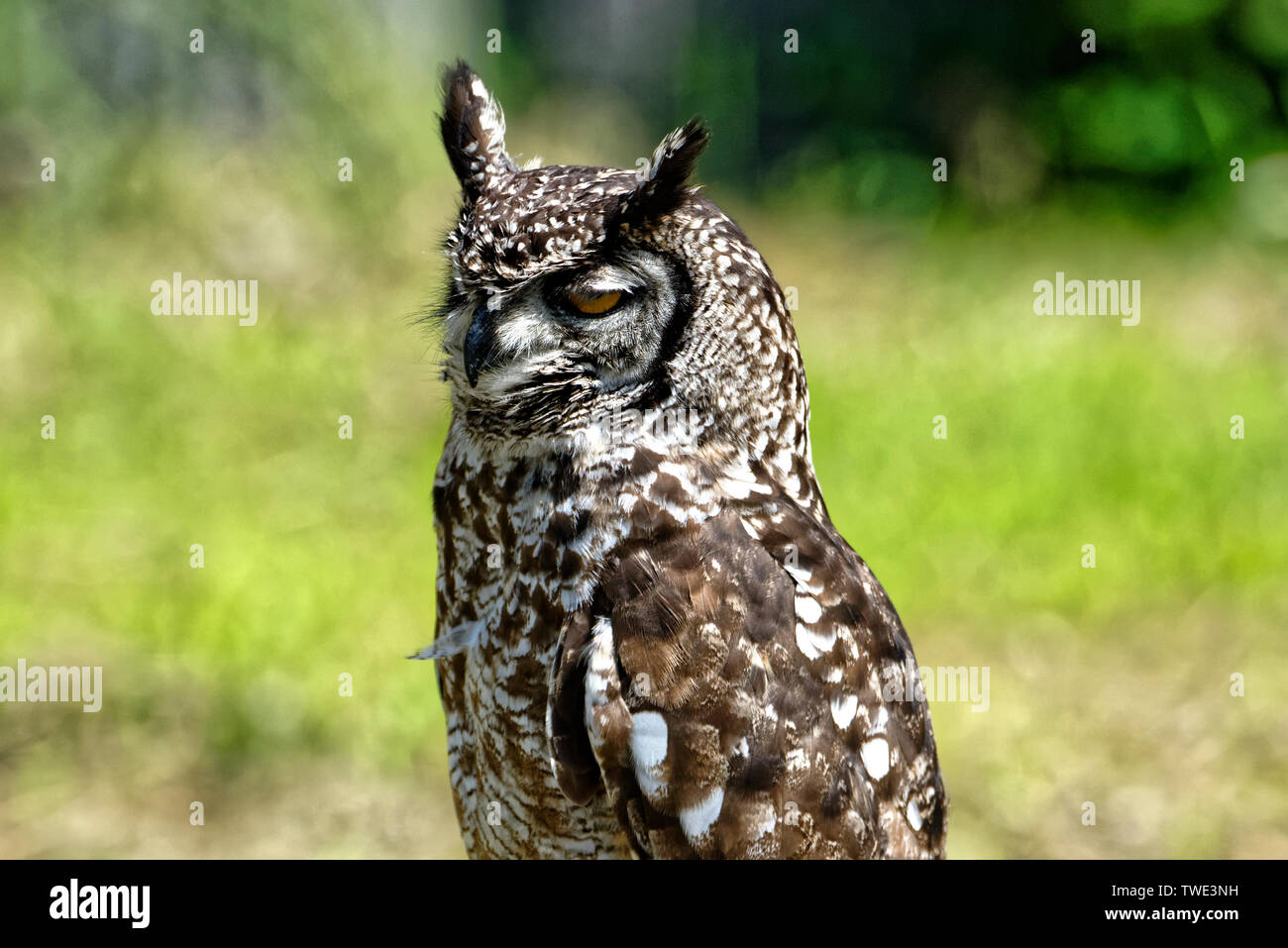 European Eagle owl in Harz Stock Photo