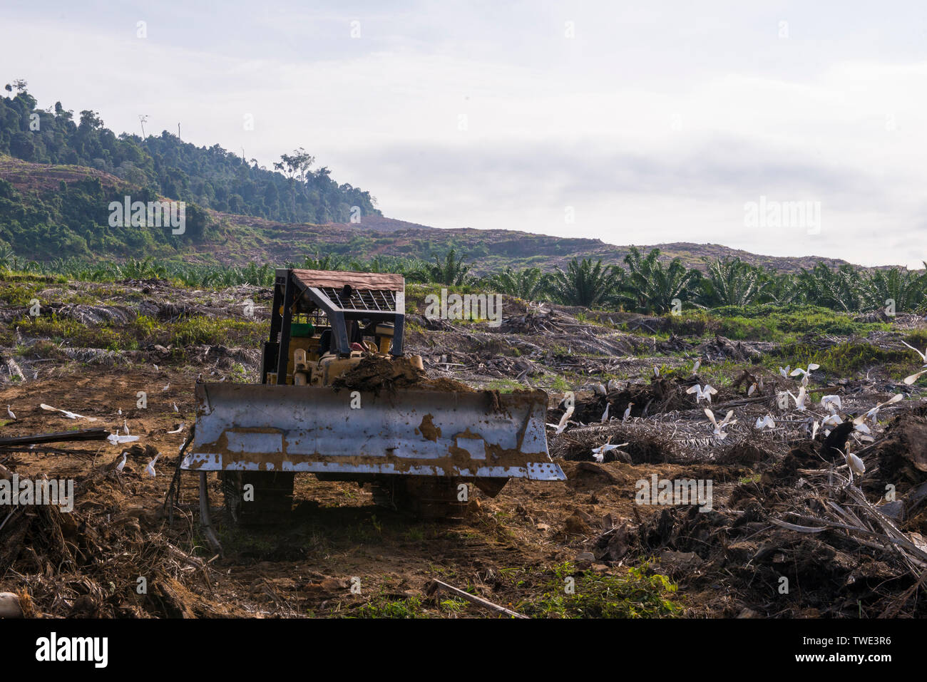 Clearing land on an Oil Palm plantation, near Tawau, Sabah, Borneo, East Malaysia. Stock Photo