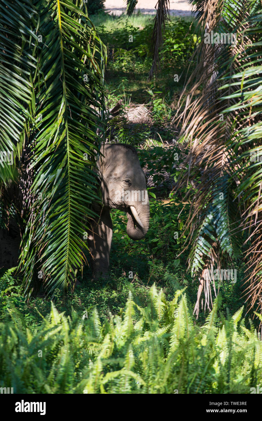 Bornean Elephant, Elephas maximus borneensis, in Oil Palm plantation, near Tawau, Sabah, Borneo, East Malaysia. Stock Photo