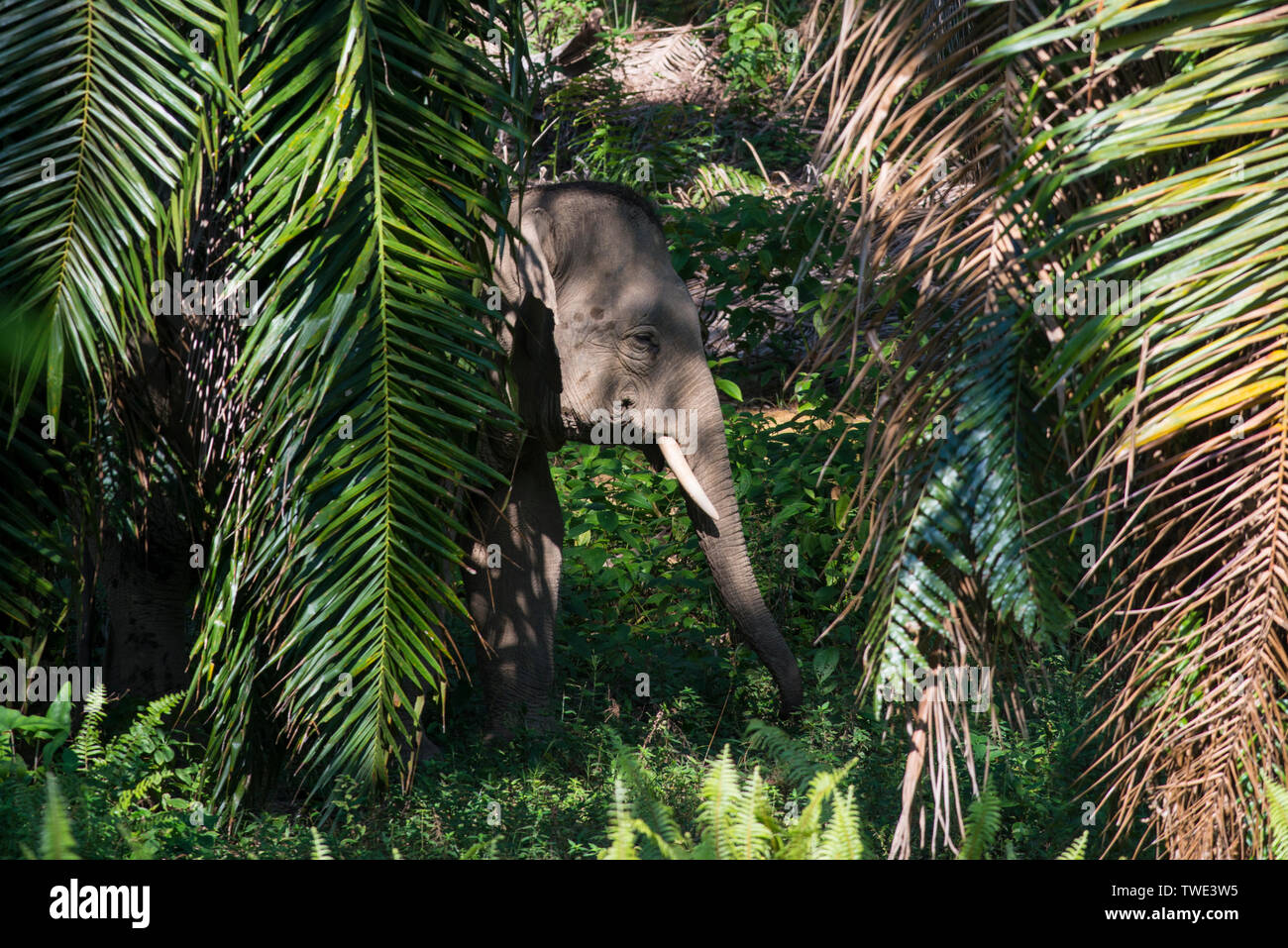 Bornean Elephant, Elephas maximus borneensis, in Oil Palm plantation, near Tawau, Sabah, Borneo, East Malaysia. Stock Photo