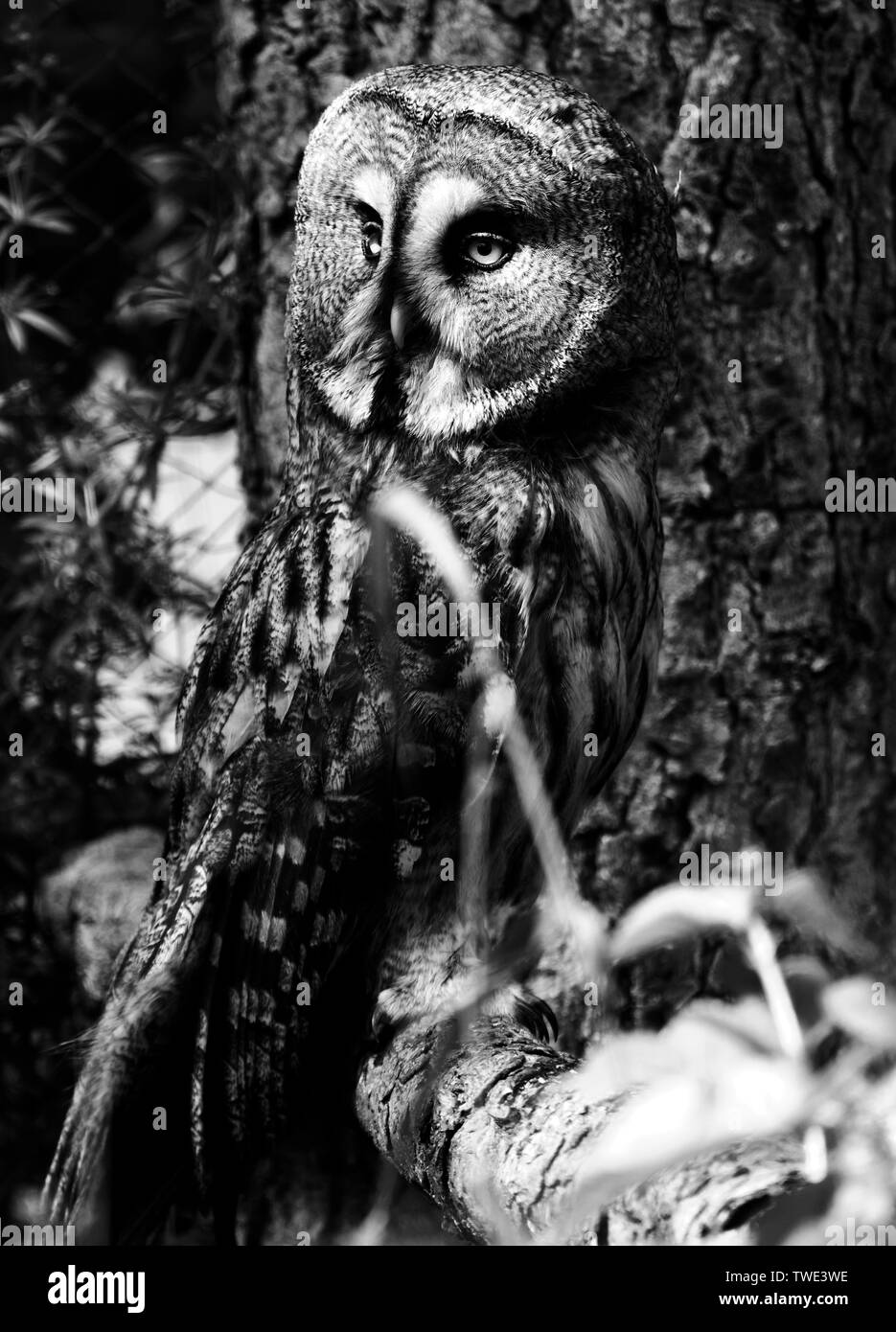 Great grey owl in Falconry Harz,Germany. Stock Photo