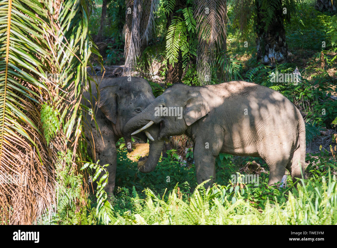 Bornean Elephant, Elephas maximus borneensis, in Oil Palm plantation, near Tawau, Sabah, Borneo, East Malaysia. Stock Photo