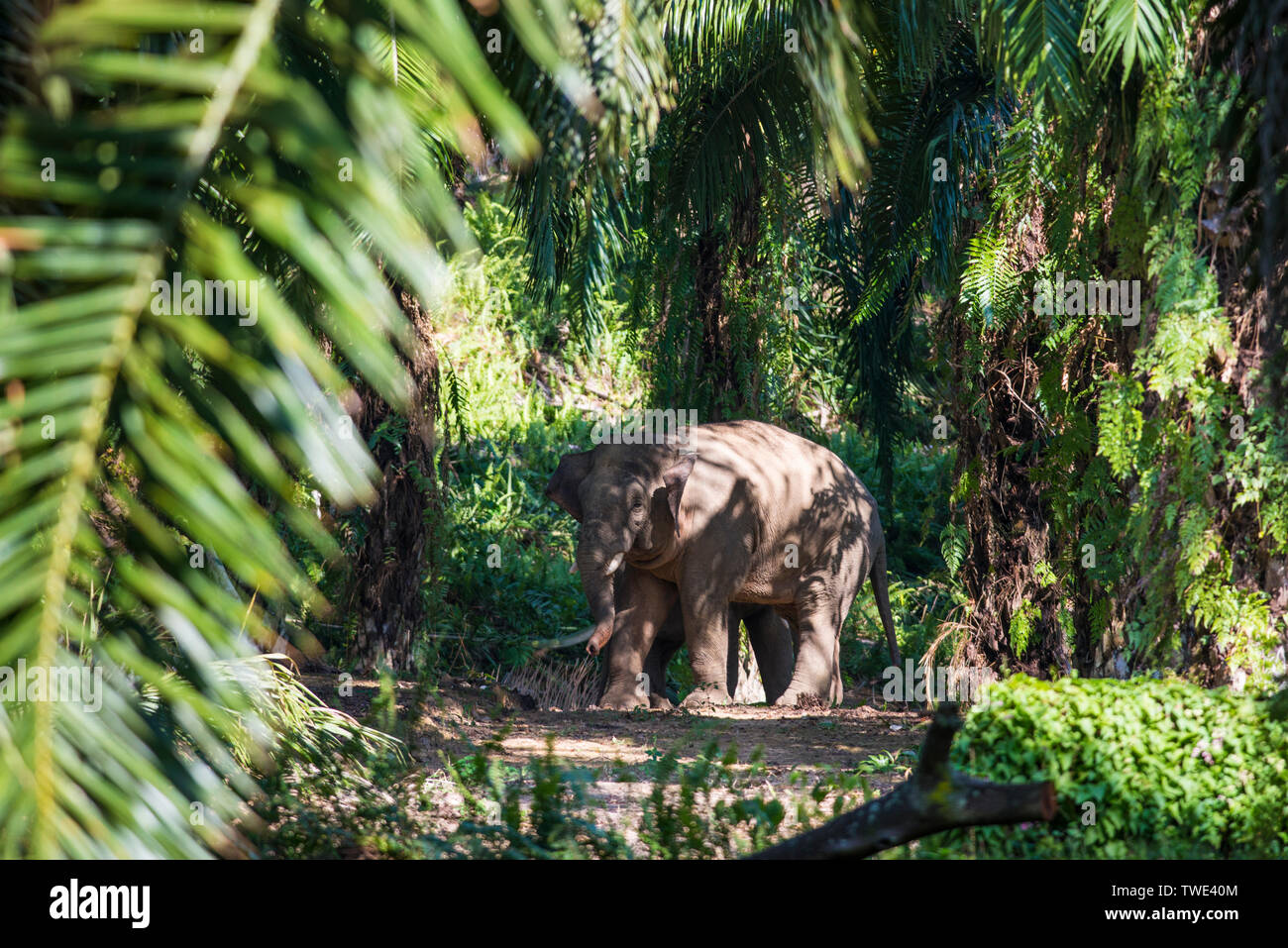 Bornean Elephant, Elephas maximus borneensis, in Oil Palm plantation, near Tawau, Sabah, Borneo, East Malaysia. Stock Photo