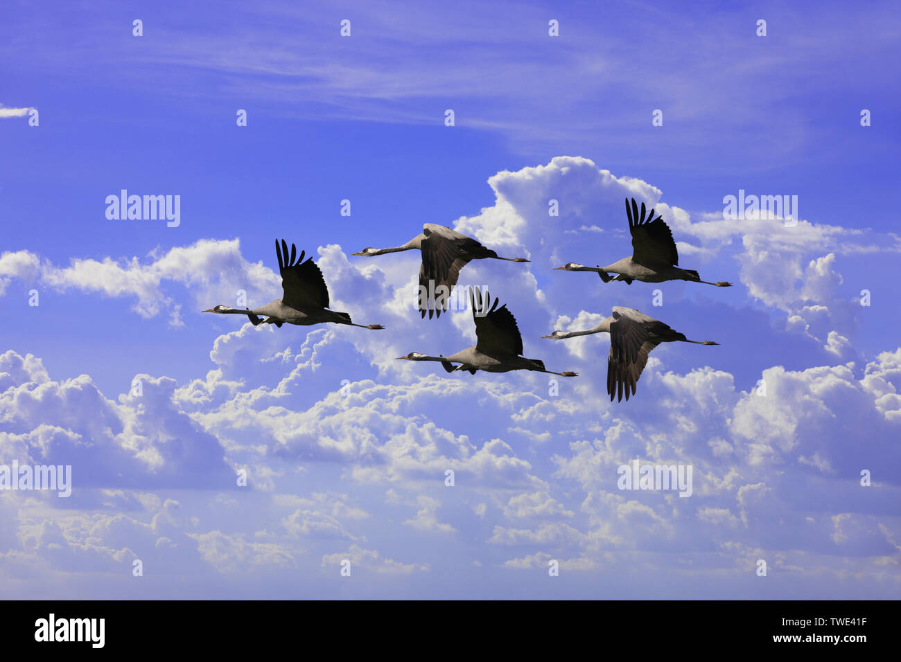 Low angle view of Common Crane (Grus grus) flying in the sky Stock Photo