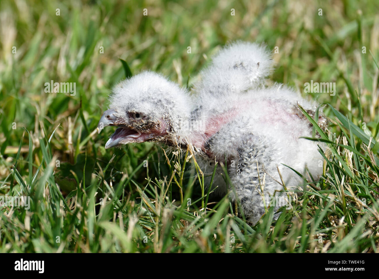 Owl chick Stock Photo